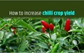 10 Tips to Increase Productivity of Chilli Crop
