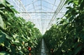 Know the difference between Polyhouse and Greenhouse farming