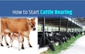 Explore the Profitable Business of Cattle Rearing