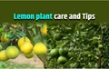 10 Easy Tips to Grow Lemon Tree