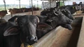 Dairy Farming: How to run a Profitable Cow Dairy Farm in India