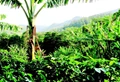 Smart Farming : Banana Coffee Inter-Cropping