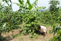 Soil Nutrients & Water Conservation for Smart Intercropping