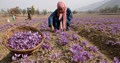 Saffron from Jammu & Kashmir set to bloom in Mahabaleshwar