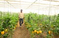 Polyhouse Farming:  Top Commercial Crops to Grow in India