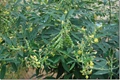 Cultivation Methods of Nutrient Rich Pigeon Pea (Toor Dal)