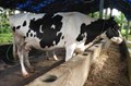 Is Cattle Rearing Profitable in India?