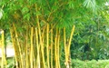 Bamboo - A source of income for Tribals