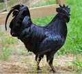 Why did Mahendra Singh Dhoni choose Black Hen or Kadaknath for his Poultry Farm?