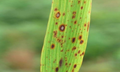BROWN SPOT IN RICE – casual organism, favourable conditions, symptoms and management methods