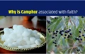 Medicinal Uses and Benefits of Camphor
