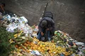 How much food is wasted in India?