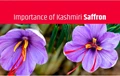 Growing Importance of Kashmir’s Saffron Market