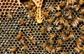 Webinar on Legislation of Honey and Export Licence Procedure