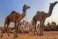 Camel milk from Gujarat’s Kutch to reach metros soon