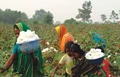 CCI requests farmers to gradually bring in cotton crops in a phased manner