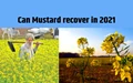 Mustard attains New Highs this year – what will happen in 2021