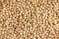 Soybean establishes new high on Year End – further price appreciation on cards