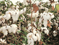 Cotton Prices Currently in Narrow Range - Prices Likely to Appreciate in Upcoming Months