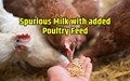 Poultry Feed in the making of Spurious Milk