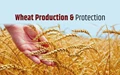 Weather favouring Wheat Crop (Preventing Disease Control Advisory)