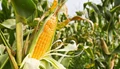 Why is Maize an Amazing Agri-product?