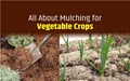 The Benefits of Organic Mulching for Vegetable Crops