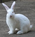 Know Why Rabbit Rearing is Profitable in India