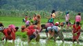 Kharif Crops: Top 5 Crops to Grow in Monsoon Season