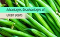 Green beans: Nutritional Value, Advantages, Disadvantages and Quick Recipes