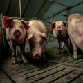 Pig Farming Guide 2021: How to do Organic Pig Farming; Tips and Tricks Inside