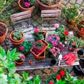 5 Worst Gardening Mistakes that Beginners Often Make