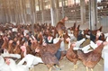 Bird Flu latest Update: Advisory issued for Poultry Farmers, Handlers & Consumers