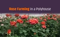 Rose Farming in Polyhouse; Site Selection, Shading material, Bed Preparation, Sterilization of Soil, Harvesting & much more