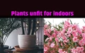 5 Beautiful Plants Unfit For Indoors: They Can Kill You!