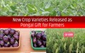 Big Gift for Farmers on Pongal; TNAU Releases New Crop Varieties to Increase Agricultural Production