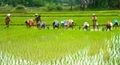 Ongoing KMS procurement has benefited more than 72 Lakh Farmers: Agriculture Ministry