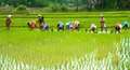 Ongoing KMS procurement has benefited more than 72 Lakh Farmers: Agriculture Ministry