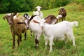Good News! Govt to Allow 90% Subsidy on Goat, Sheep & Pig Farming; Check How to Apply