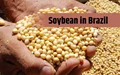 Soybean Crop of Brazil estimated lower versus earlier expectations