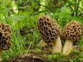 Geographical Indication (GI) Tag Sought for J&K’s Costliest Mushrooms; Know All Details