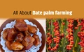 Date Palm Cultivation: Basic Guide for Beginners