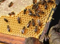 Trade Advice Notice on APIVAR 500 mg Bee Hive Strips for Honey Bees (for use in honey bee hives)