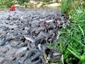 Non-Vegetarians Alert! Fish Farms across India Extremely Polluted and Full of Waste