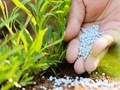 Researchers discover method to enhance nitrogen use efficiency in Paddy