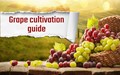 How to Grow Grapes in India
