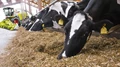 Forage Harvesters  to Improve Feed for the Cattle