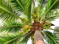ICAR-CPCRI Develops Compact Coconut Sap Chiller