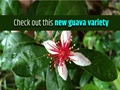 This New Guava Variety in India Produces Jumbo Size Fruit