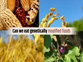 Are Genetically Modified Foods Safe to Eat?